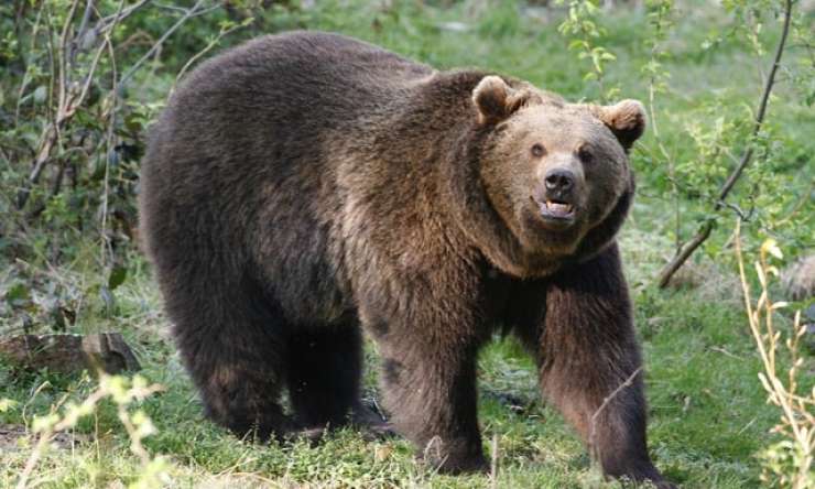 Medved lomastil po slovaškem mestu, za njim pa policija
