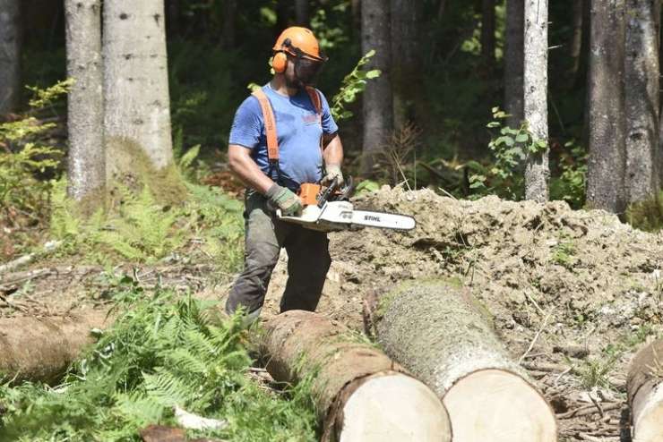 65-letnika pri Topolšici zmečkalo drevo