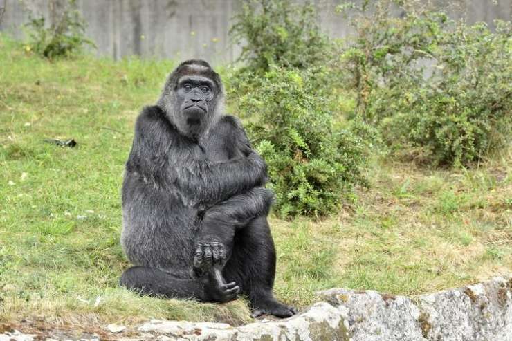 Gorila praznovala 60. rojstni dan, za darilo dobila banane