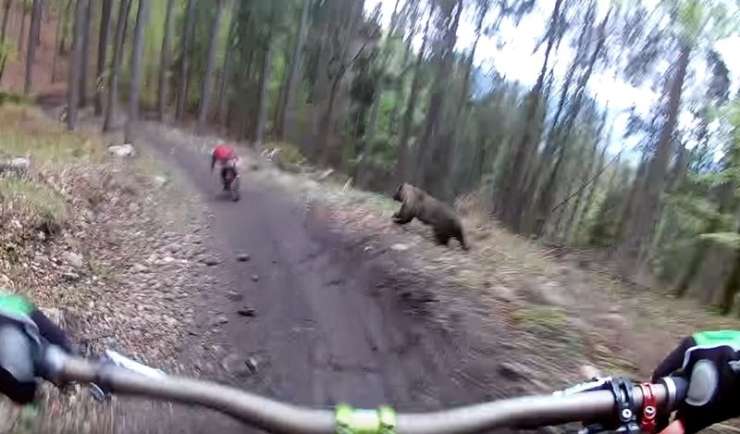 VIDEO: Medved lovi kolesarja!