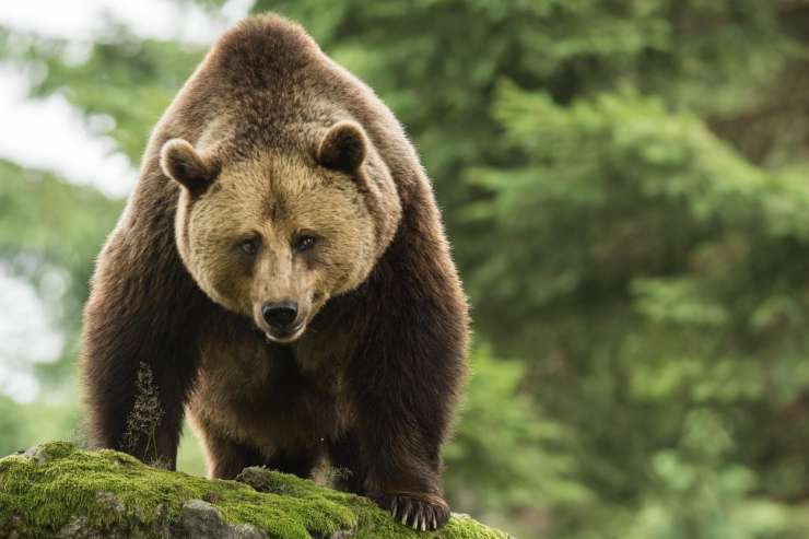 Slovenska medvedka Claverina napada ovce in terorizira kmete v Pirenejih