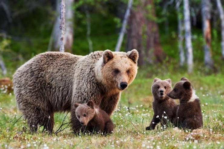 Veljati je začel interventni zakon, ki predvideva odvzem 200 medvedov in 11 volkov iz narave