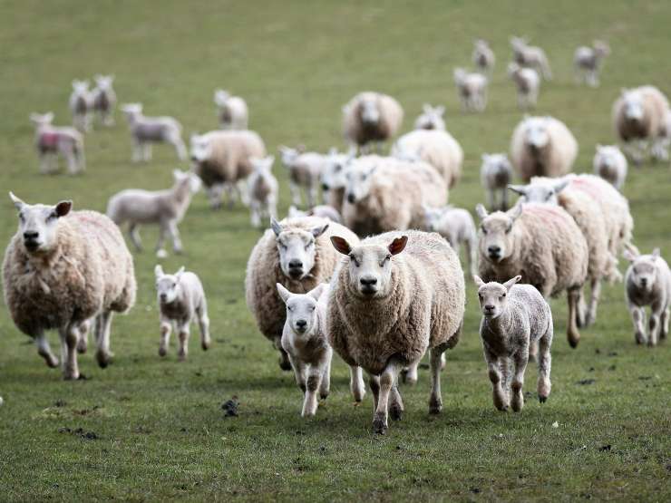 Rimske parke bodo po novem "kosile" ovce in koze