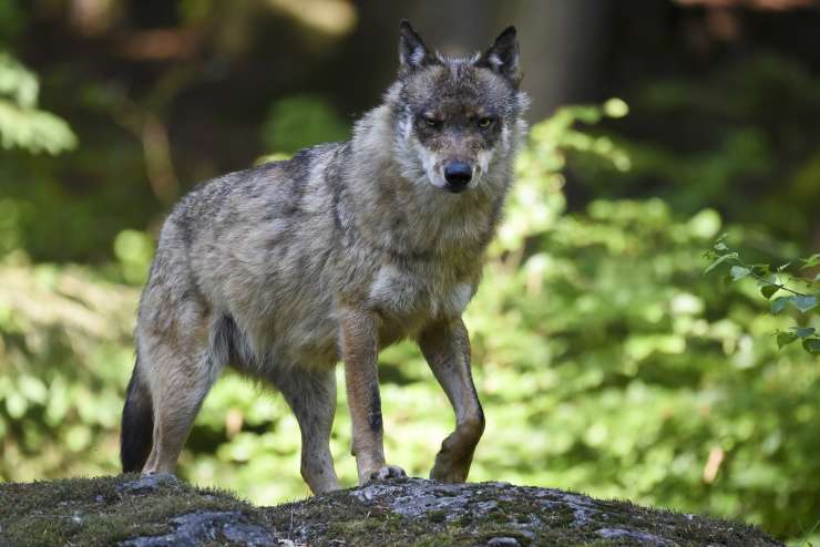 Volk na planini Starijski vrh moril v neposredni bližini človeka, raztrganih 10 ovac (FOTO)