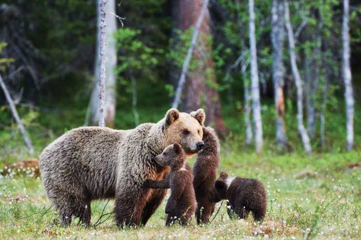 Zajcu bodo izročili peticijo proti odstrelu medvedov in volkov