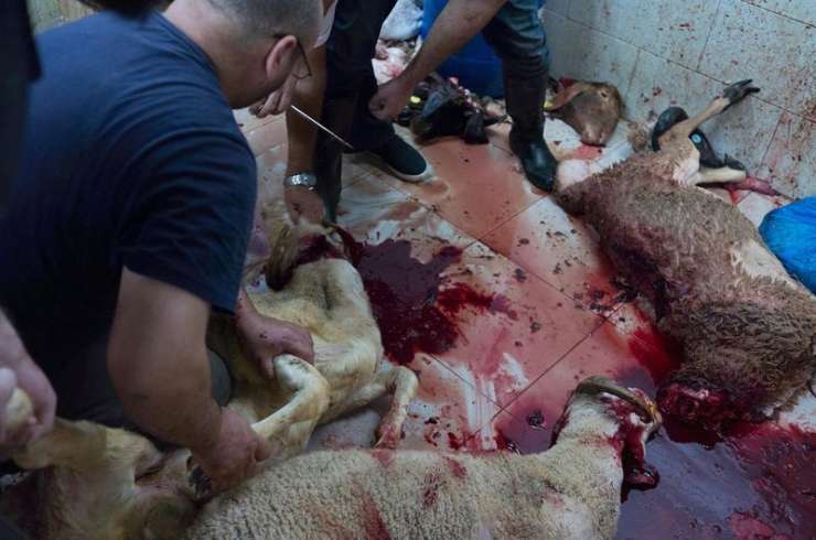 Ustavni sodniki zavrnili muslimansko skupnost: obredno klanje brez omamljanja je mučenje živali
