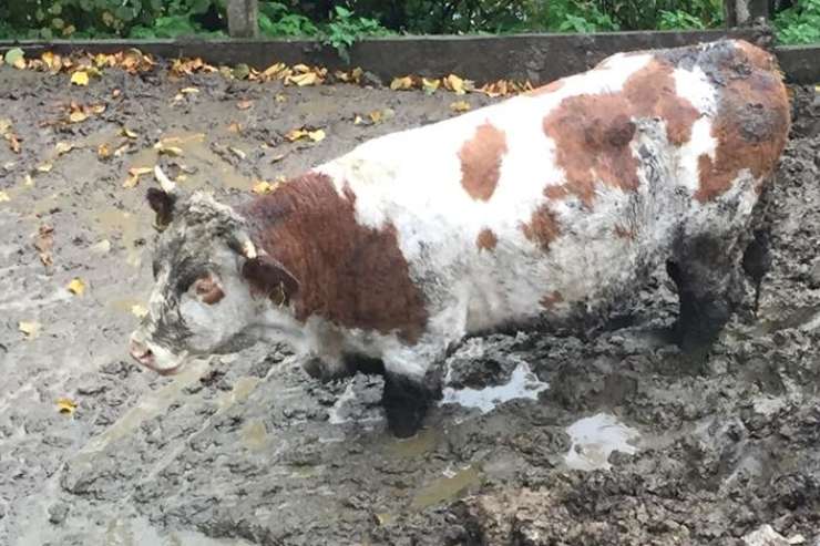 Mučenje živali: podhranjene, dehidrirane in do kolen v blatu so trpele krave kmeta iz Rač