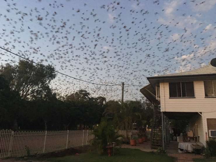 (VIDEO) Avstralsko mesto zavzelo več sto tisoč orjaških netopirjev