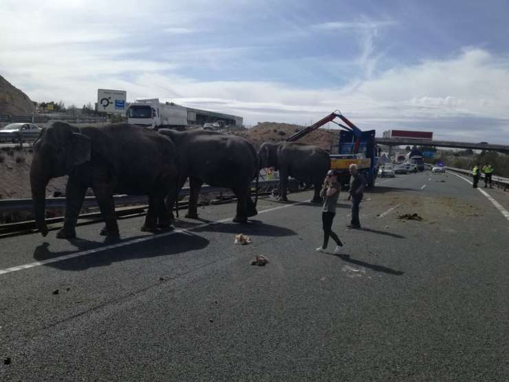 FOTO in VIDEO: Po nesreči tovornjaka so prestrašeni sloni tavali po cesti