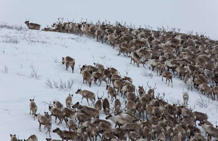 Severni jeleni se selijo na jug