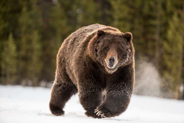 V ameriškem Wyomingu bodo spet lahko streljali grizlije