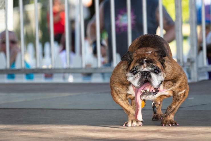 Buldog Zsa Zsa, najgrši pes na svetu, je v spanju poginil