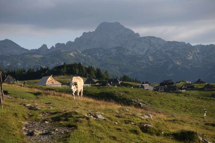 Reportaža: Med pastirji in turisti na Veliki planini