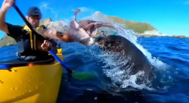 Neverjetno: tjulenj je skočil iz vodo in kajakašu prisolil klofuto s hobotnico (VIDEO)