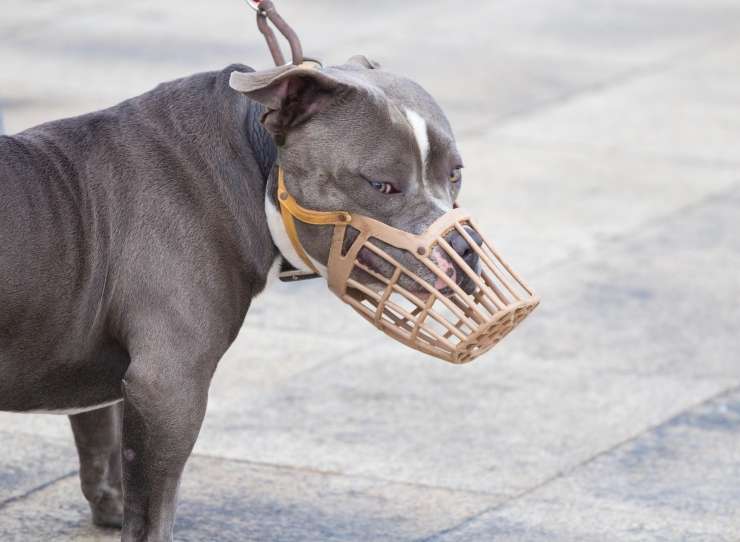 Na Dunaju je podivjan pes raztrgal dojenčka, zato je za nevarne pse odslej obvezen nagobčnik