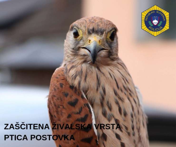Policisti iz ujetništva rešili zavarovano ptico postovko (FOTO)