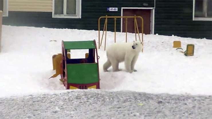 Ruska vojska bo ljudi varovala pred severnimi medvedi