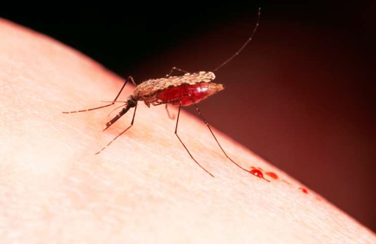 Ženska v Celovcu umrla zaradi malarije, ki jo je dobila s transfuzijo