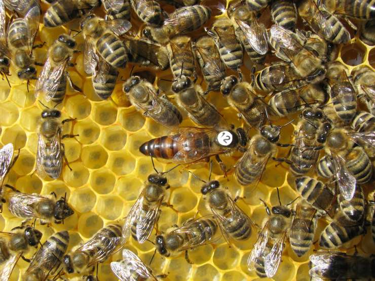 Čebelarji so jokali, ko so zagledali "preproge" mrtvih čebel: v množičnem pomoru umrlo kar 50 milijonov čebel