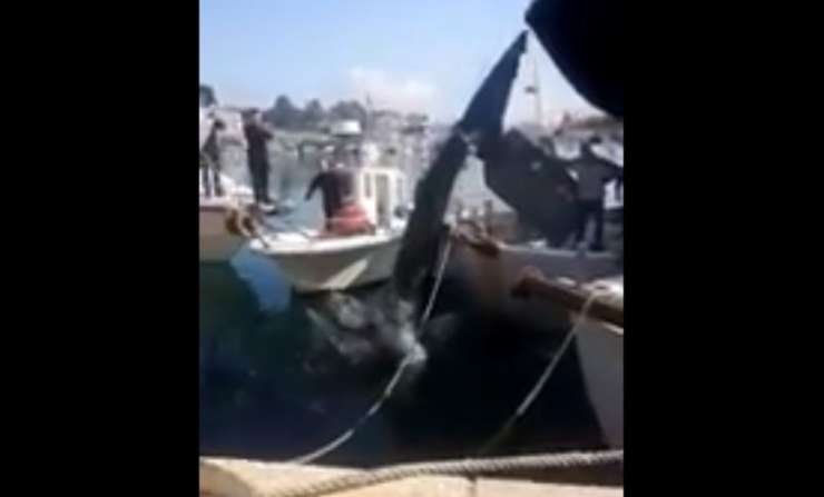 Neverjeten prizor v Savudriji: iz morja pri Piranskem zalivu potegnili osemmetrskega morskega psa (VIDEO)