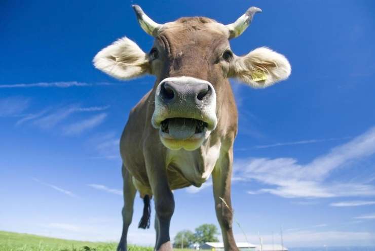 Pri Metliki voznica treščila v kravo, ki jo je odbilo na drugo stran ceste v nasproti vozeče vozilo