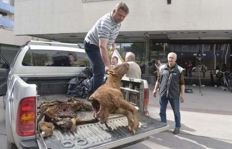 Besni Kmet Je Pred Ministrstvo Pripeljal Kadavre Krav In Telet Ki So Jih Raztrgali Volkovi Foto Revija Reporter