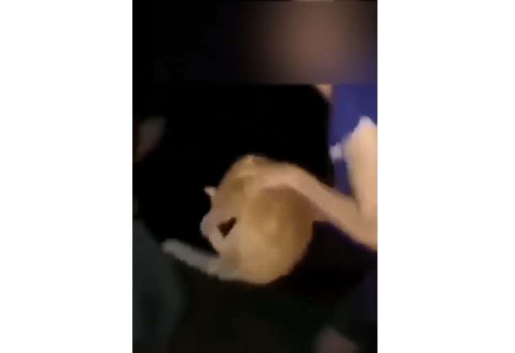 Policisti našli mačka in divjaka iz posnetka, ki je na noge dvignil Slovenijo (VIDEO)