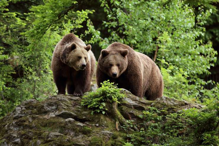Zelena luč za odstrel 175 medvedov in 11 volkov