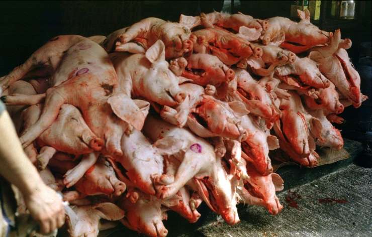 Kitajska zaradi prašičje kuge prepovedala uvoz nemške svinjine