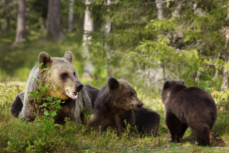 Napad medvedke pri Ajdovščini: lovca je ugriznila v nogo in ga grdo popraskala