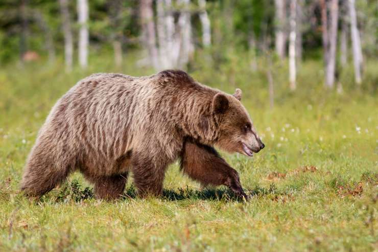 Francoski župani proti slovenskim medvedom: v Pirenejih ni več prostora zanje