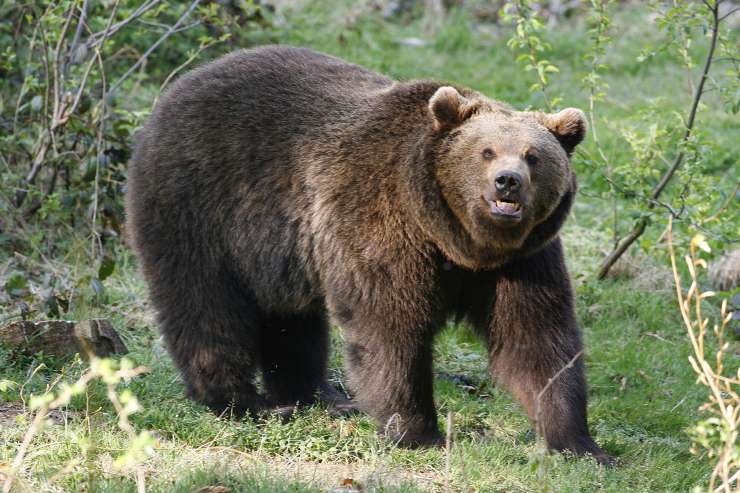 Medved presenetil lovca, ki ga je ustrelil: v teh krajih medvedov ne pomnijo