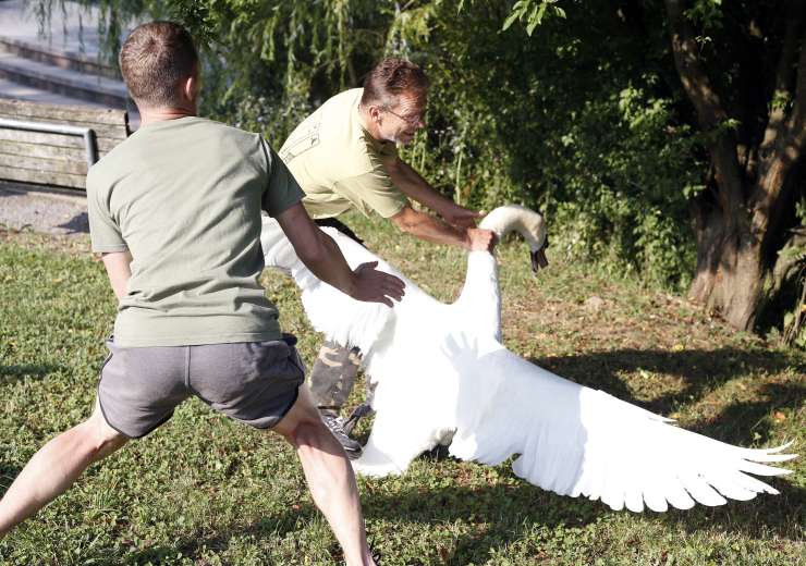 Poglejte, kako so na Koseškem bajerju lovili labode (FOTO)
