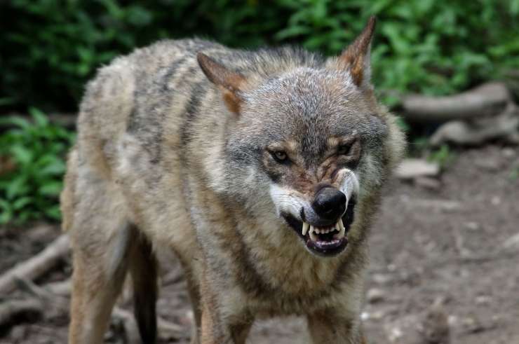 Volkovi so v Davči na Gorenjskem napadli 200-kilogramskega bika