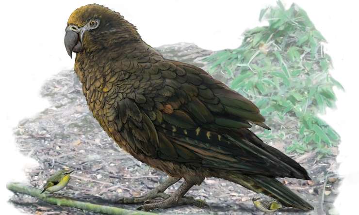 To je gigantski papagaj, ki je nekoč živel na Novi Zelandiji