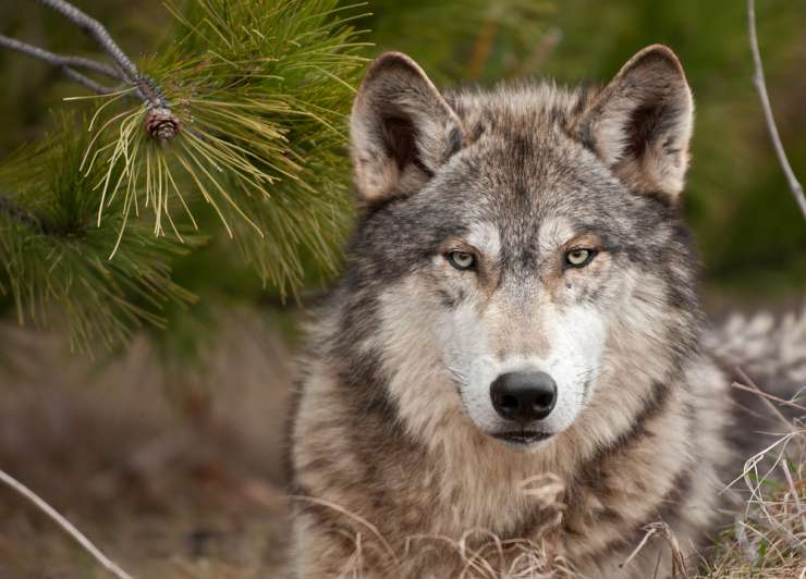 Marjan Podobnik lovcem ponuja 500 evrov za vsakega zakonito odstreljenega volka