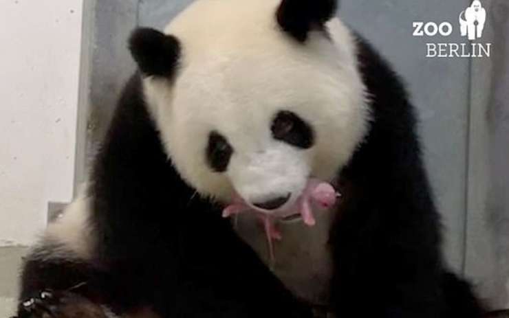 Panda Meng Meng berlinskem živalskem vrtu skotila dva mladiča (VIDEO)