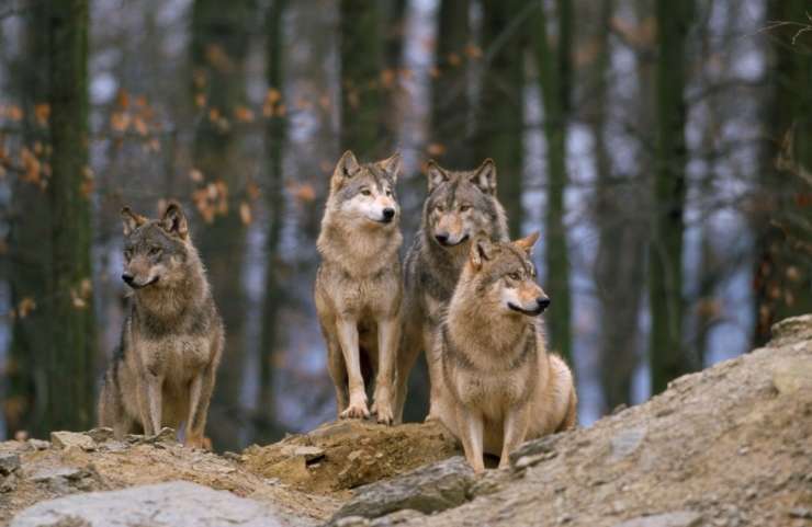 Nov napad zveri: krdelo volkov nad Poljanami pobilo več kot 30 ovc
