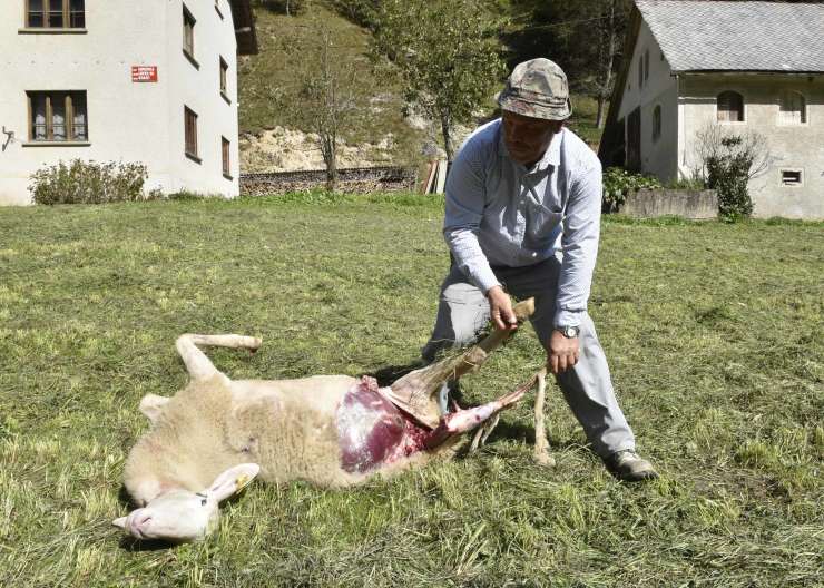 FOTO: Volkovi spet klali ovce, občina Gorenjska vas-Poljane zahteva odstrel še dodatnih petih volkov
