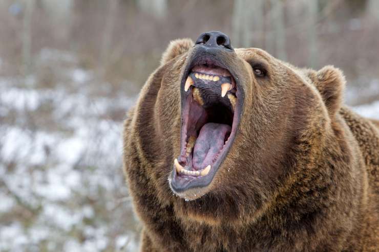 Tragedija v Montani: grizli iz šotora zvlekel žensko in jo pokončal