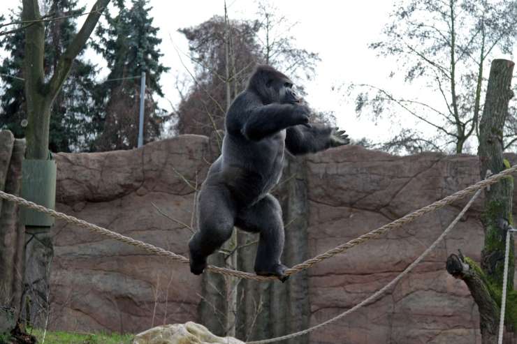 V nemškem živalskem vrtu v novoletni noči zgorelo več deset opic
