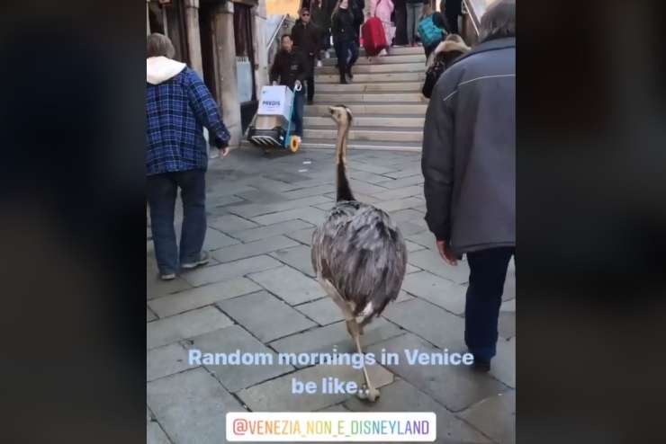 Slovenca razkurila Benečane: po mestu sta se sprehajala z orjaškima ptičema (VIDEO)
