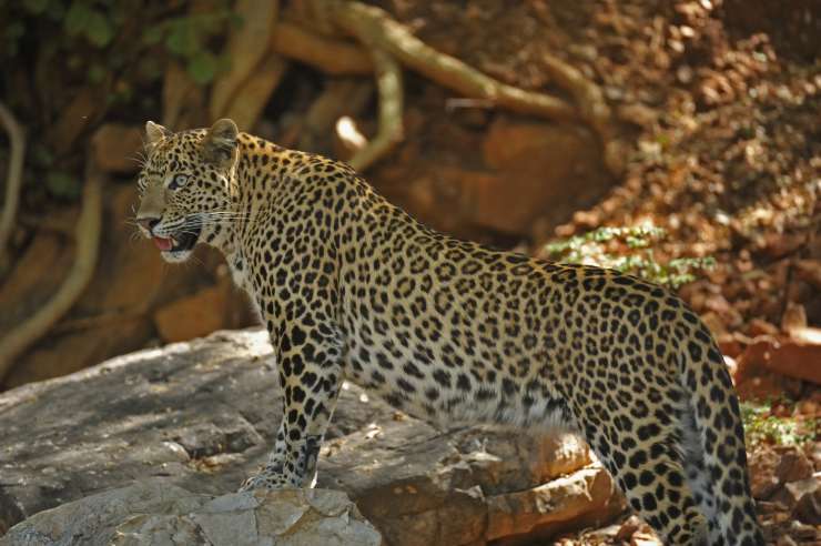 Ljudožerski leopard ubil osemletnega dečka; našli njegove hlače in sandale, truplo pa okoli 250 metrov stran