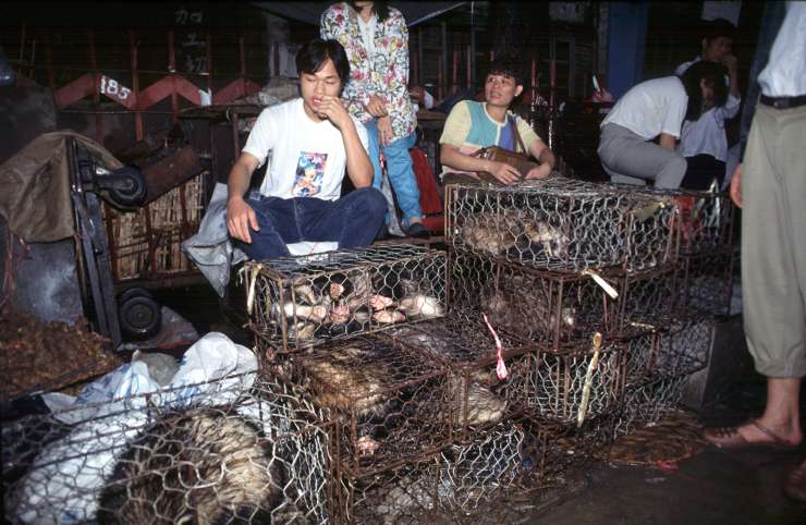 Legla virusov - kitajske tržnice smrti, kjer prodajo predvsem divje žive živali