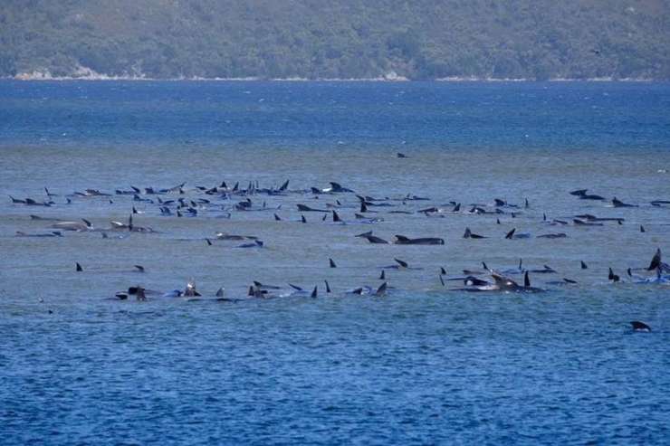 Več kot 200 kitov nasedlo na obali Tasmanije