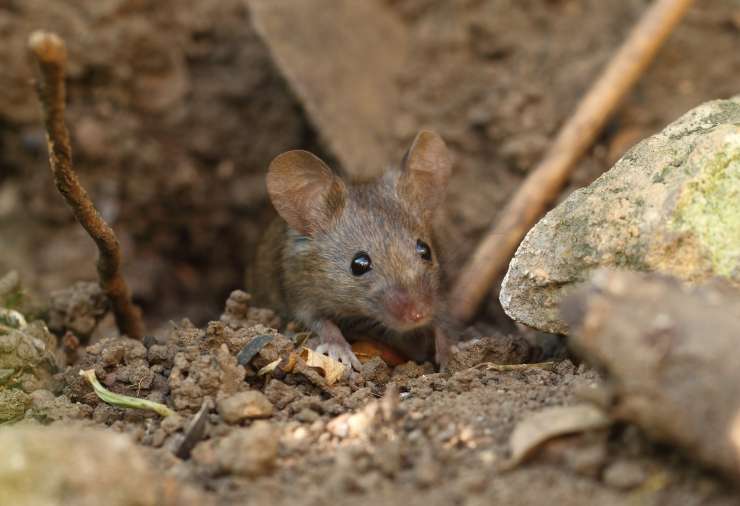 Ob koroni še mišja mrzlica: skupaj več kot 200 primerov