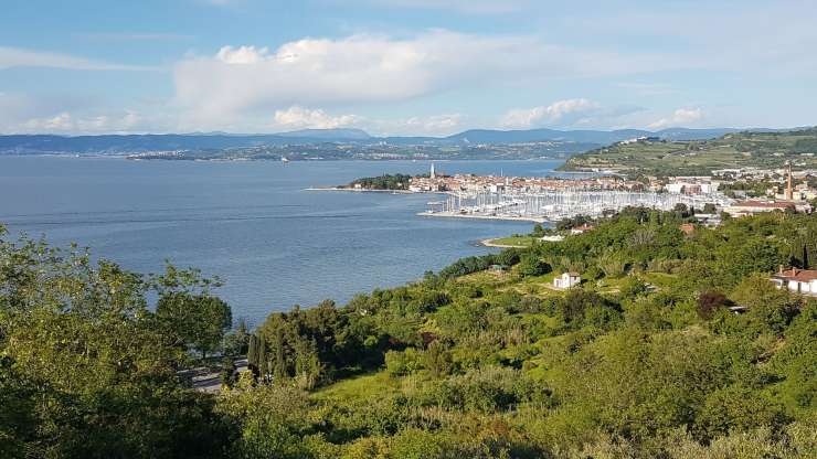 Ščepec našega morja, obale in Istre