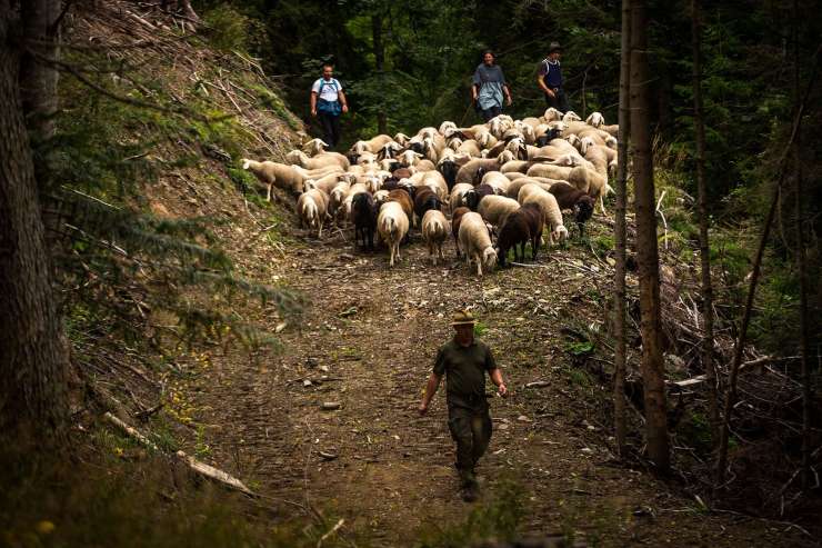 Ko se v Robanovem kotu ovce pred zimo vrnejo s planine (FOTOREPORTAŽA)