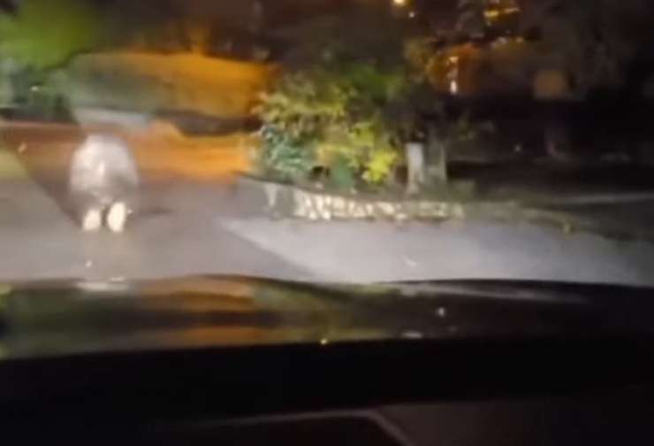 Človeška zloba je brezmejna: v Kočevju z avtom zbil medveda in se na spletu važil s posnetkom (VIDEO)