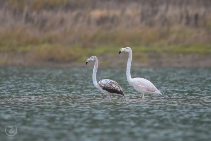Flamingi na Cerkniškem jezeru